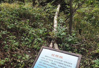 青山国家森林公园第 2 张图片