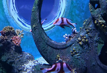 赣州极地海洋世界第 56 张图片