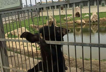 怪坡东北虎园第 30 张图片