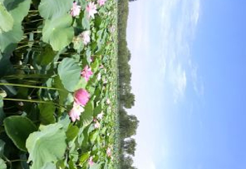 莲花湖国家城市湿地公园第 43 张图片