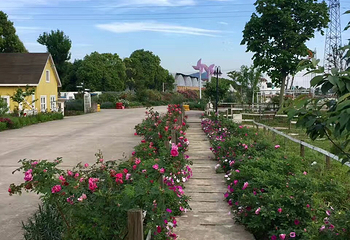 香草花田第 16 张图片