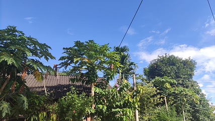 勐景来第 42 张图片