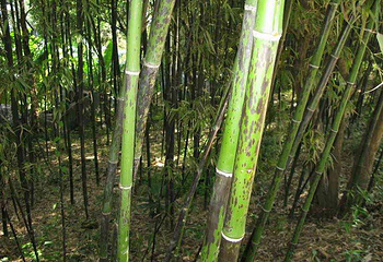 东洞庭湖第 6 张图片