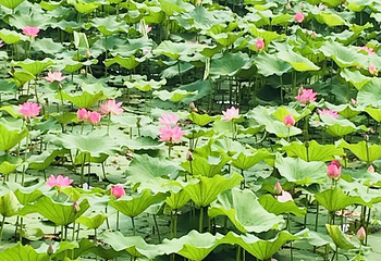 红螺湖鸟岛第 23 张图片