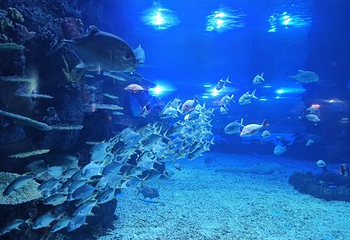 荆州海洋世界·海底乐园第 31 张图片