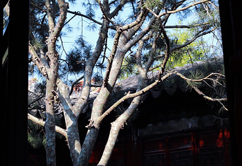 艺圃第 75 张图片