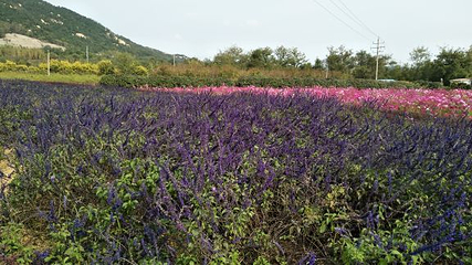 青岛香博园第 9 张图片
