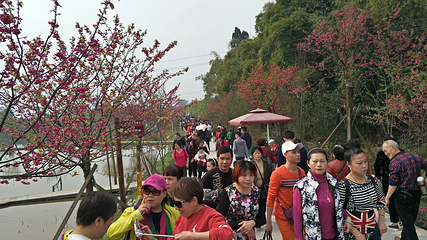 美樱花海第 20 张图片
