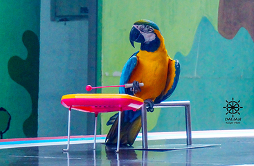 老虎滩海洋公园-鸟语林第 22 张图片