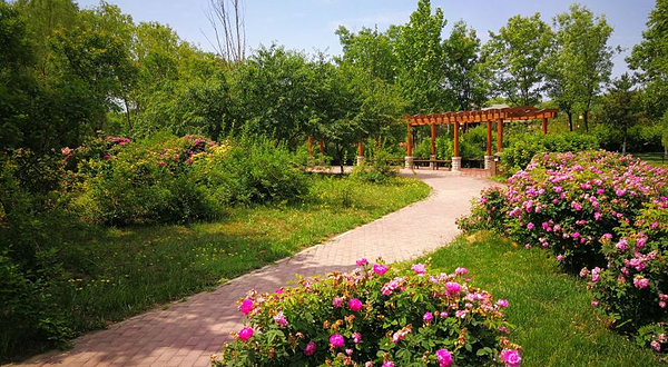 大兴世界月季主题园