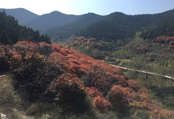官护山第 10 张图片