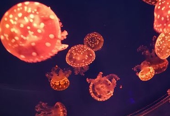 南宁极地海洋世界第 37 张图片