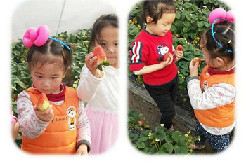 赵屯乡村草莓园第 14 张图片