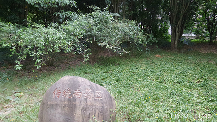 西双版纳南药园景区第 8 张图片