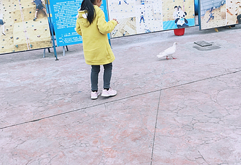 阆中熊猫乐园第 49 张图片