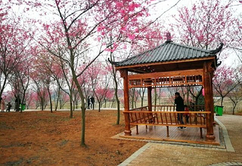 桂阳樱花园第 22 张图片