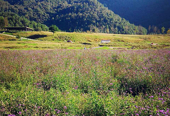红池坝高山草场第 26 张图片