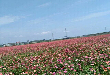 凤凰花海第 32 张图片