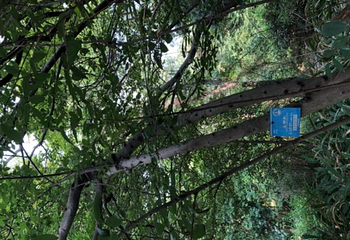 武汉植物园第 46 张图片