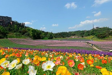 清溪谷旅游区-花田酒地景区第 61 张图片