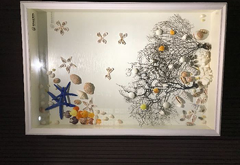 青岛贝壳博物馆第 41 张图片