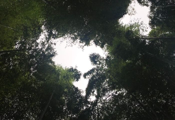 中国大竹海景区第 58 张图片