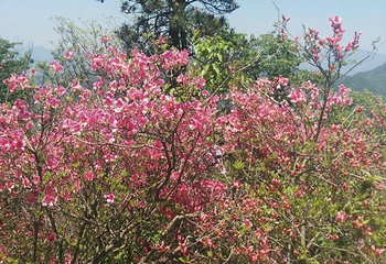 英山县天马寨风景区第 38 张图片