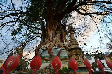 树包塔第 47 张图片