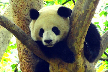 下渚湖熊猫园第 19 张图片