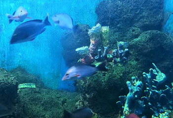 开封极地海洋世界第 22 张图片