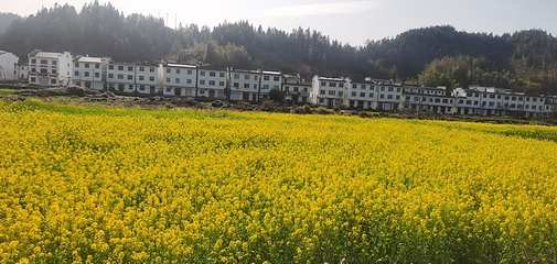 江岭景区第 48 张图片