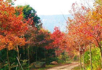 田野绿世界第 38 张图片