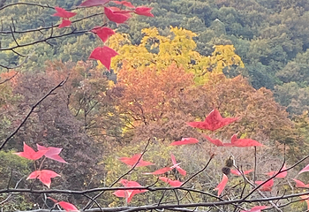 天平山第 101 张图片