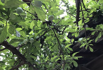 愚园第 17 张图片