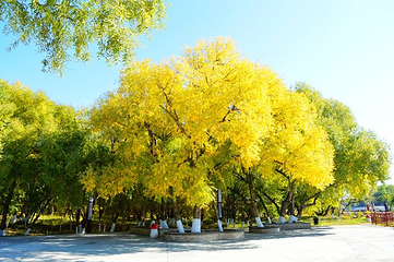 大黑河岛第 25 张图片