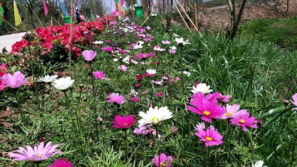 美樱花海第 34 张图片
