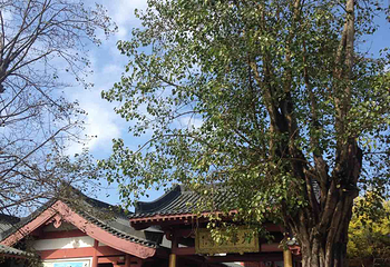 大华兴寺第 26 张图片