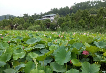 巨石温泉行馆第 11 张图片