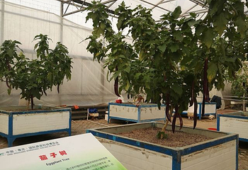寿光蔬菜高科技示范园第 38 张图片