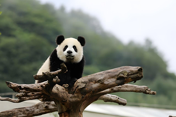卧龙中华大熊猫苑神树坪基地第 2 张图片
