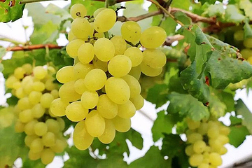 葡丰生态园第 4 张图片