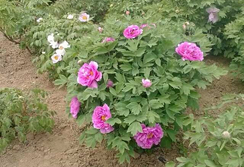 熊岳植物园第 21 张图片