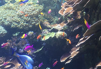 新加坡海洋生物园第 18 张图片