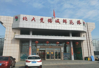 北大荒鹤城鲜花港第 22 张图片