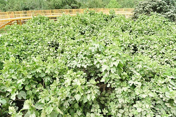 无花果王第 7 张图片