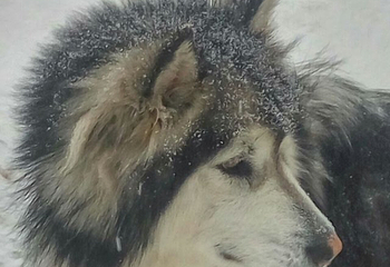 雅旺斯滑雪场第 25 张图片