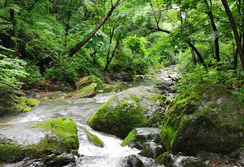 香炉山国家森林公园第 70 张图片