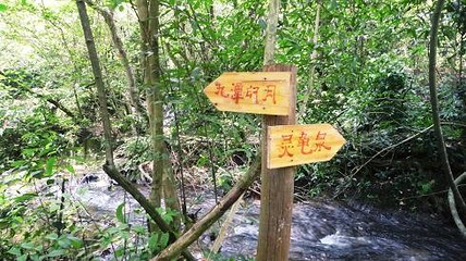 罗城水上相思林第 19 张图片