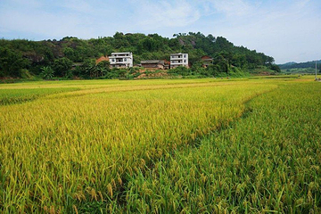 石表山休闲旅游风景区-古井景区第 18 张图片