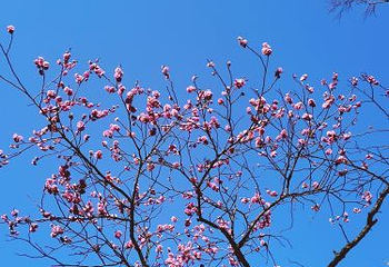 梅花山第 39 张图片